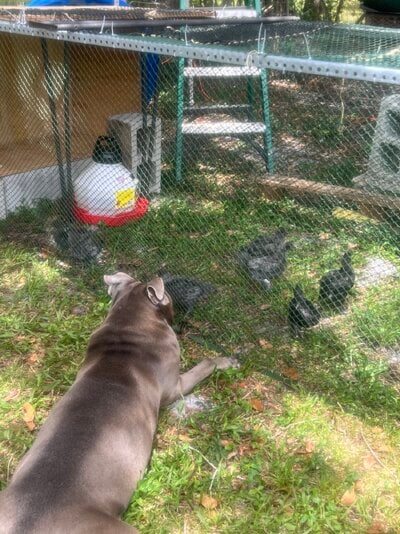 Rowdy laying down next to chicks.jpg