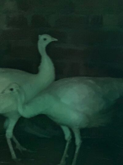 IMG_1128.jpeg