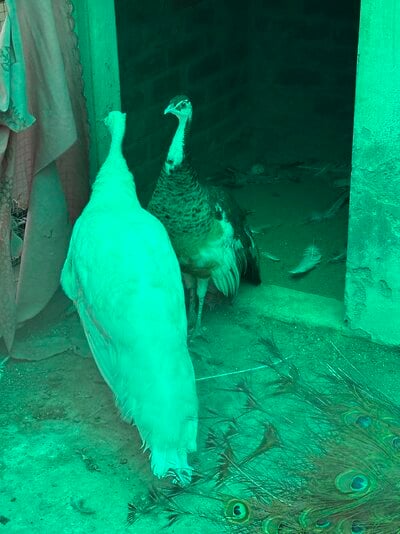 IMG_1132.jpeg