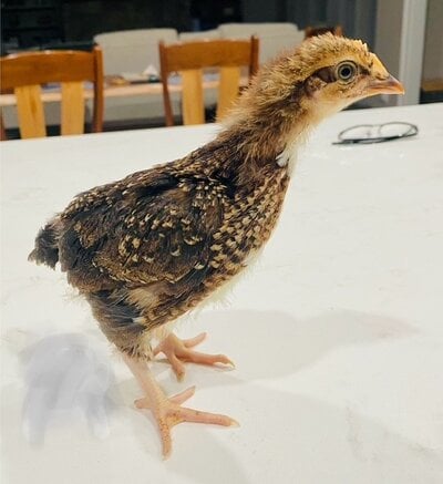 Zazu 3.jpg