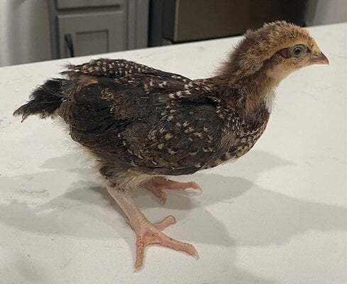 Zazu 1.jpg