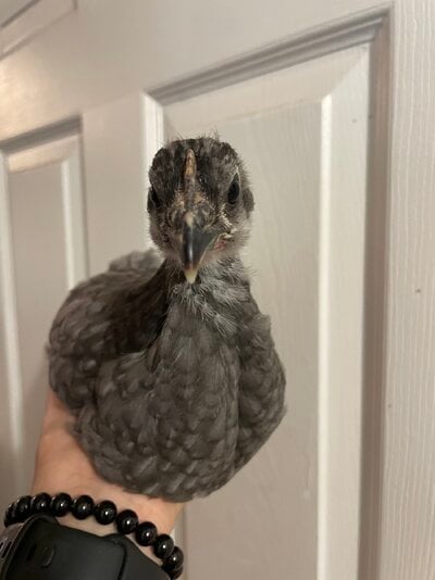 IMG_0605.jpeg