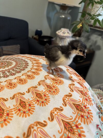 IMG_3799.jpeg IMG_3799.jpeg