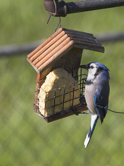 Blue_jay_T5100077_05-10-2025-001.jpg