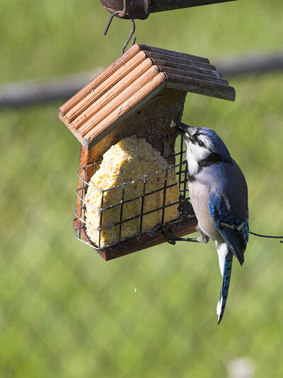 Blue_jay_T5100079_05-10-2025-001.jpg