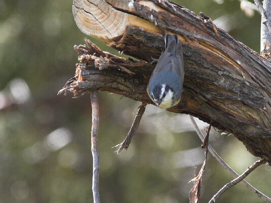 Red-breasted_nuthatch_T5150099_05-15-2025-001.jpg