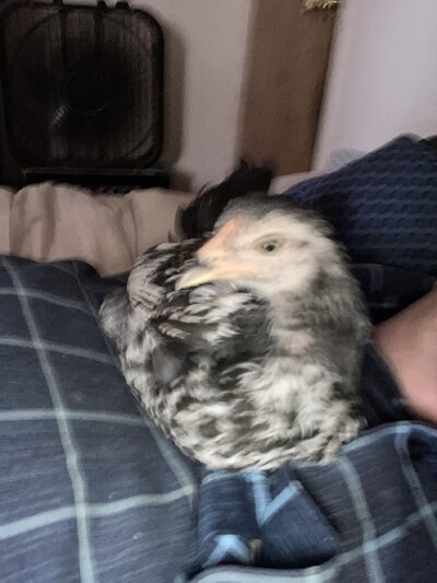 image.jpg