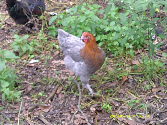 DSCF0023.JPG