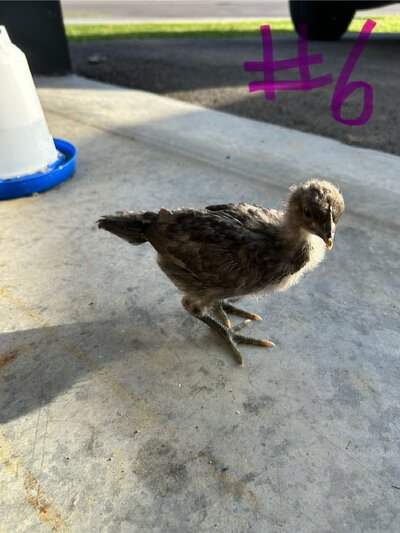 IMG_8352.jpeg