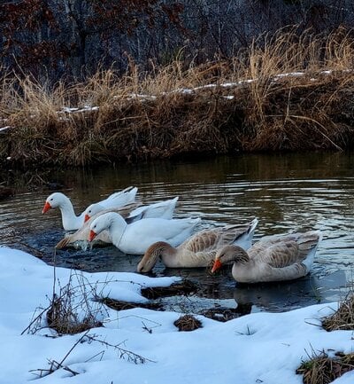 2023_water_goose_1.jpg