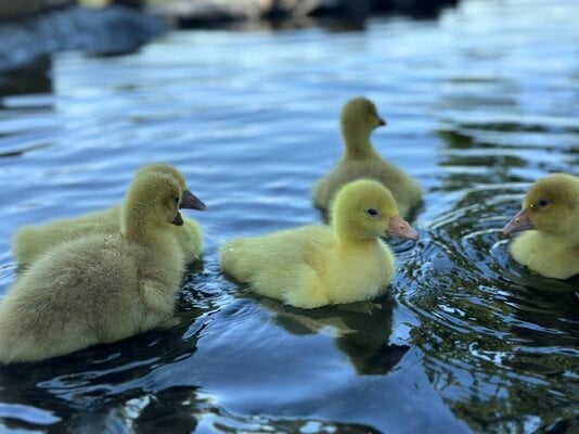 2023_water_goose_2.jpeg