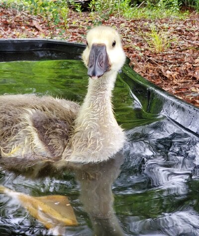 2023_water_goose_3.jpg