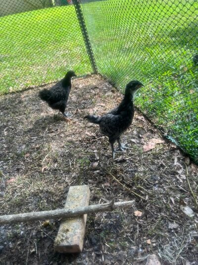 2 chicks in run.jpg
