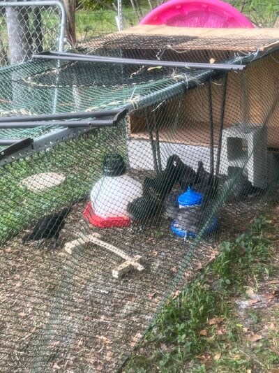 run with perch, feed and water.jpg