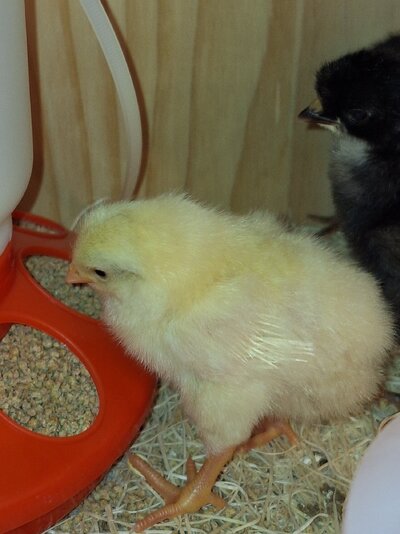 White Leghorn.jpg