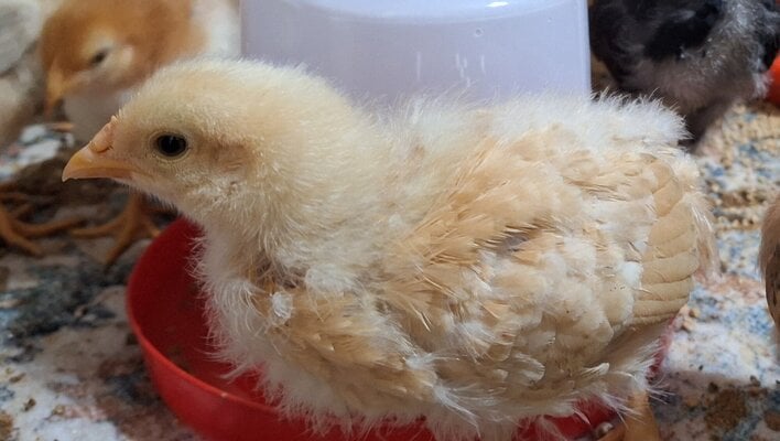 Buff Orpington.jpg