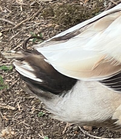 IMG_3800.jpeg