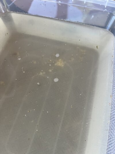 IMG_5098.jpeg