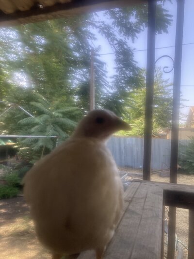 IMG_5350.jpeg