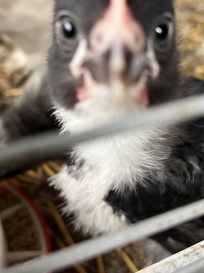 IMG_4483.jpeg