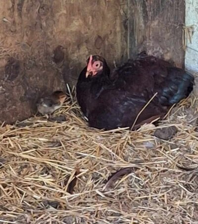 red hen 1 .jpg