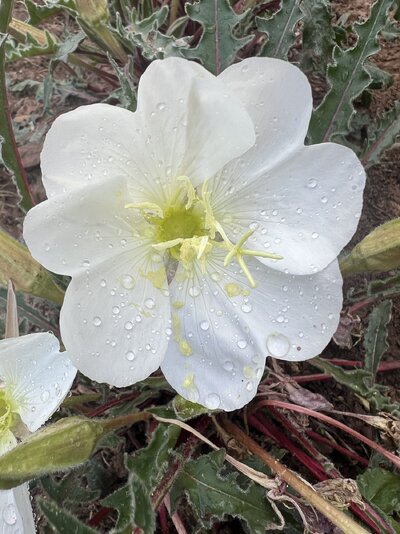 IMG_1560.jpeg