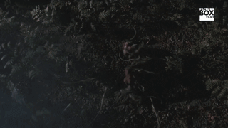 pnflh9.gif pnflh9.gif