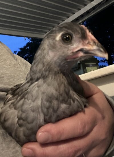 IMG_0414.jpeg