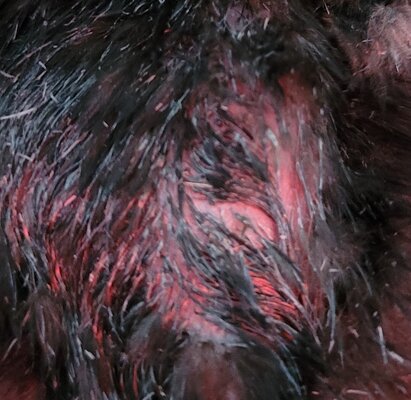 Chick singed back feathers closeup.jpg