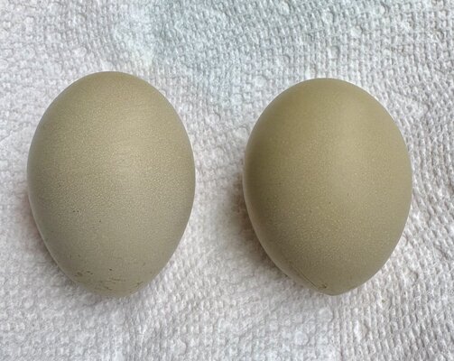 SidneyEggs.jpeg