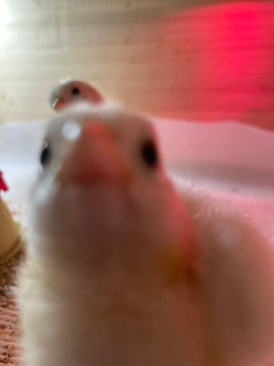IMG_7181.jpeg