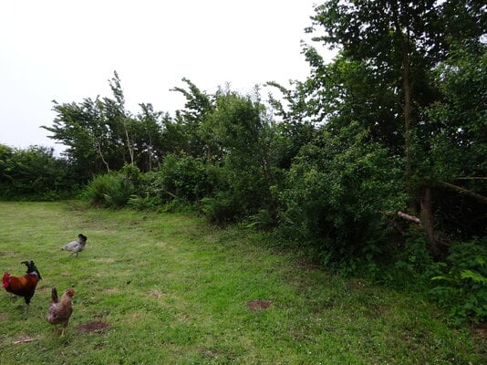 Hedge late May.JPG