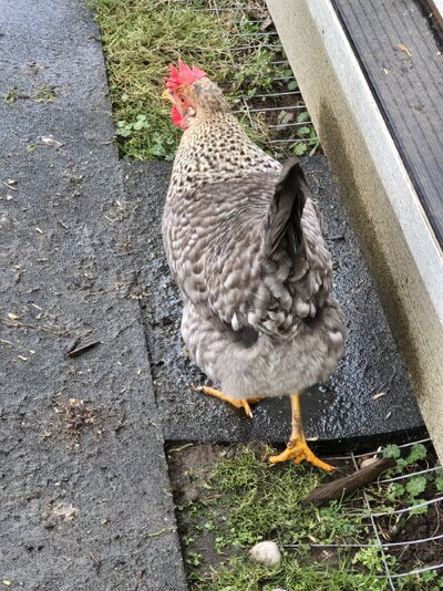 Pepper.jpg