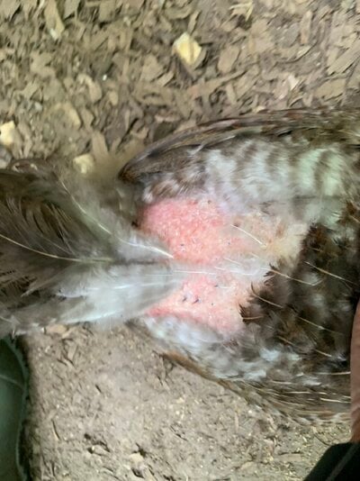 IMG_2233.jpeg