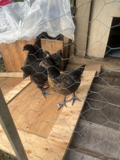 Chick on ramp.jpg