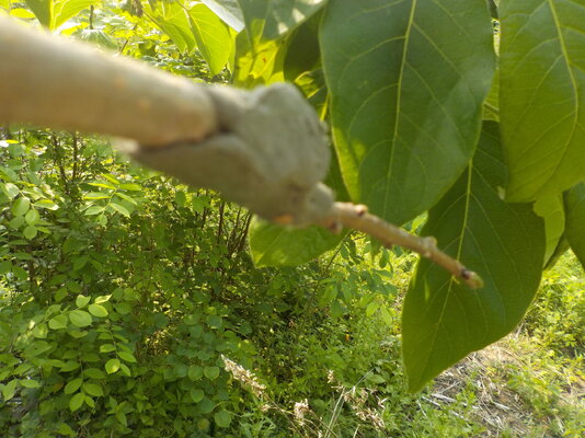 DSCN1462.JPG