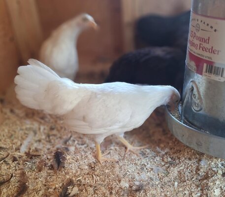 Leghorn 1.jpg