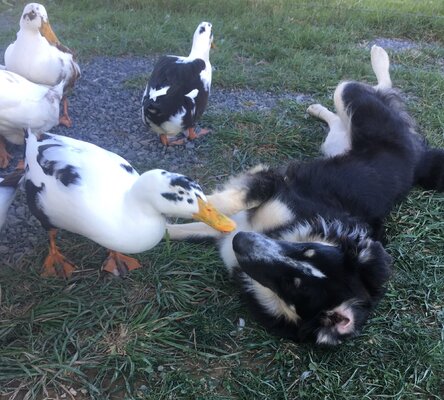 DUCKIE KISS.JPG
