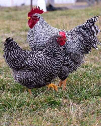 barred-rock-chickens-06.jpg
