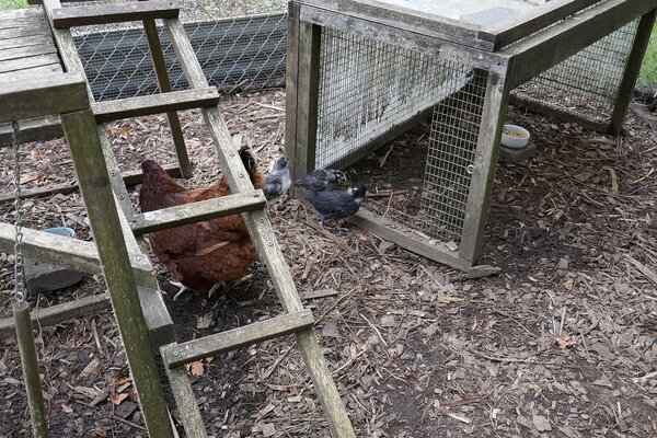 2024chicks12.jpg