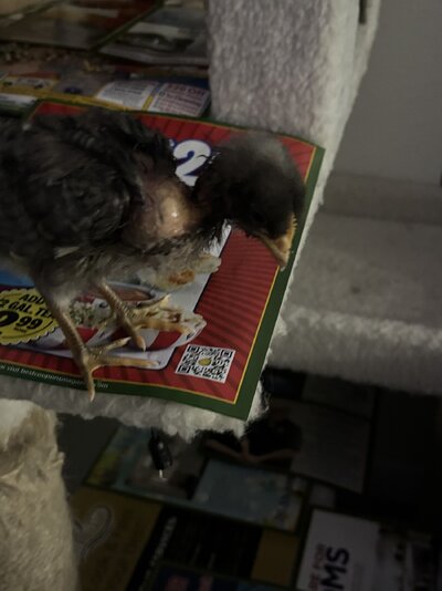 IMG_7038.jpeg