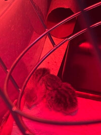 IMG_2103.jpeg