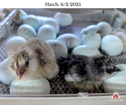 Hatch 622025.png