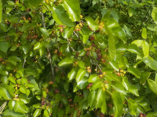 DSCN1463.JPG