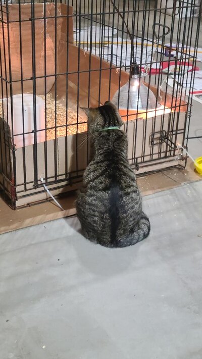 cat.jpg