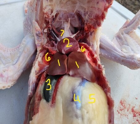 chicken interior Molpet.jpg