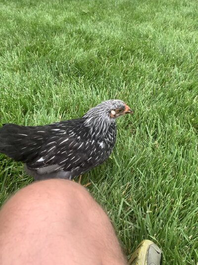 IMG_0619.jpeg