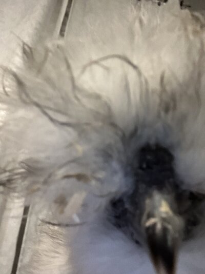IMG_0712.jpeg