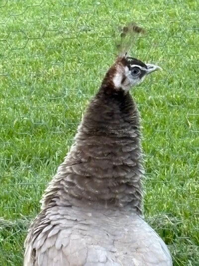 IMG_9491.jpeg