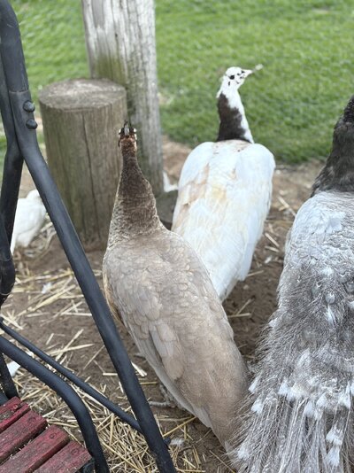 IMG_9529.jpeg